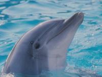 se ta mon frer le duphin  il e mingon 