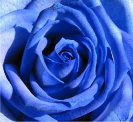 une rose bleuu